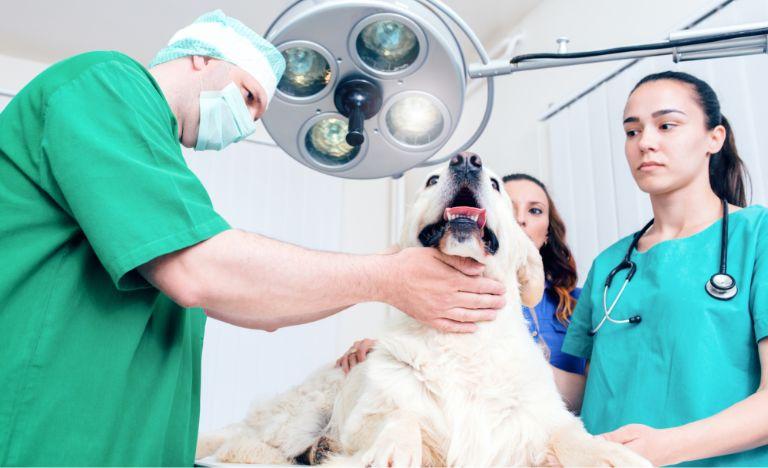 zabieg chirurgiczny psa