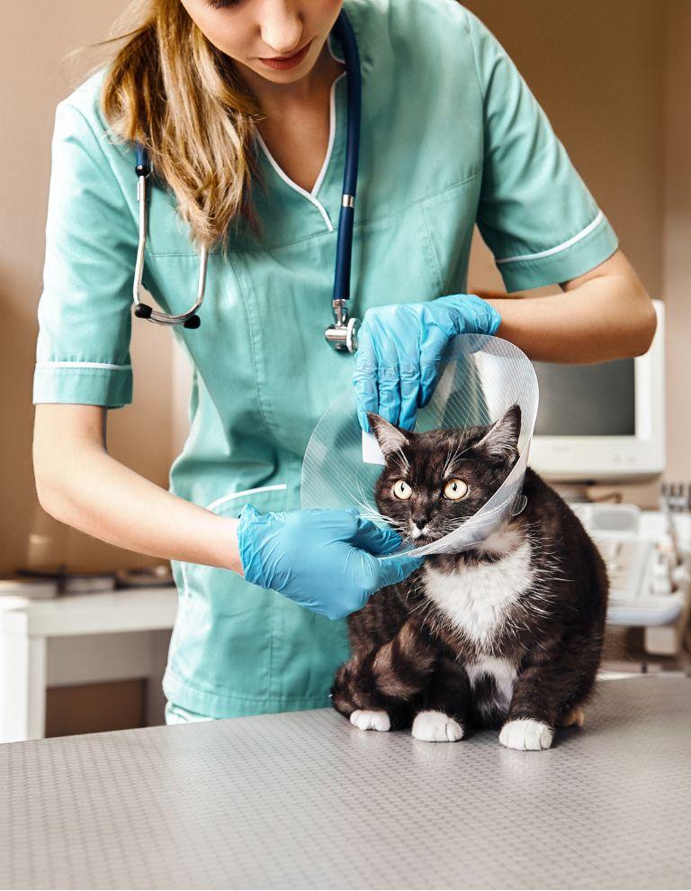 lekarz weterynarii nakładający kołnierz kotu